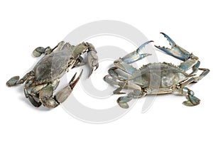 Two blue crabs