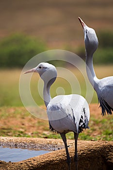 Two blue cranes Grus paradisea Drinking at Waterhole, South Africa