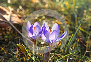 Two blue crocus flowers backlit by the sun.