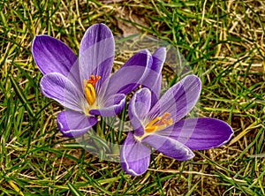 Two blue crocus flowers from above