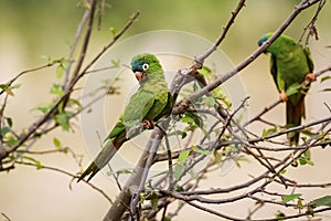 Two Blue-crowned Parakeet (thectocercus acuticaudatus) perched on twigs in Pantanal Wetlands