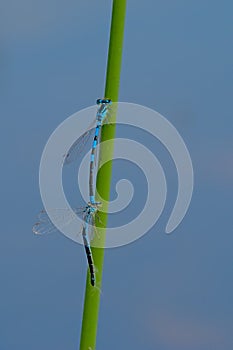 Two blue damselflies sitting on a reed stalk, copulating