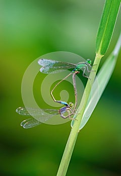 Two blue damselfly Lestes barbarus