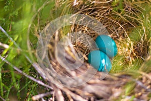 Two Blue Eggs in Nest