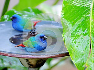 Two Blue-faced Parrotfinch Birds