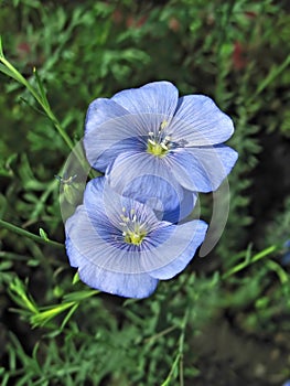 Two blue flax flowers