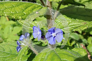 Two blue flowers on green alkanet plant in woodland