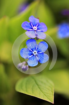 Two Blue Flowers of Omphalodes verna Close Up