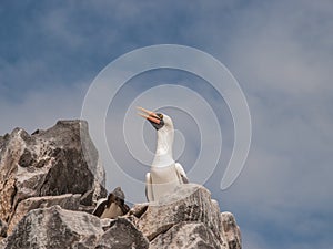 Two Blue Footed Boobies