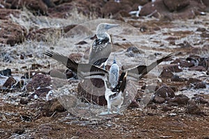 Two Blue-footed Boobies doing a mating dance