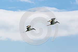 Two Blue-footed Boobies flying through the sky