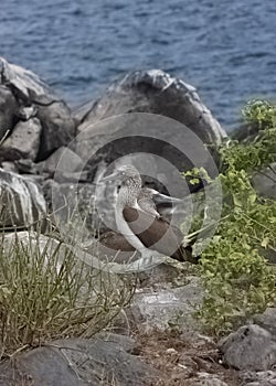 Two Blue-Footed Boobies, Galapagos Islands