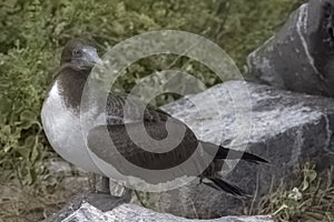 Two Blue-Footed Boobies, Galapagos Islands