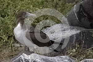 Two Blue-Footed Boobies, Galapagos Islands