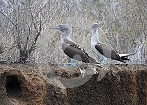 Two Blue-footed boobies, Galapagos Islands