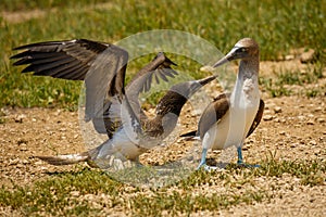 Two blue-footed boobies in Isla de La Plata, Ecuador