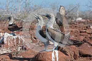 Two blue footed booby, North Seymour, Galapagos Island, Ecuador, South America