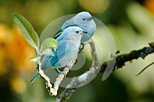 Two Blue-Gray Tanagers