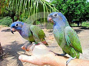 Two Blue-headed Parrot Pionus menstruus in the Amazon