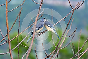 Two Blue Jays on a branch, one sharing food with its mate