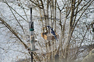 Two Blue Jays at Feeder