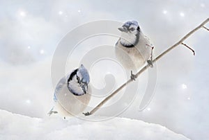 Two blue jays in winter