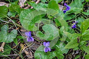 Two blue-lilac wild Viola odorata flowers grow among green leaves in early spring