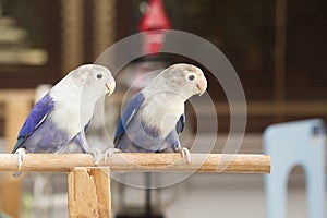 Two blue lovebirds sitting on the perch