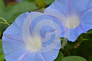 Two blue Morning Glories with water droplets