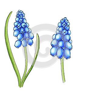 Two blue muscari spring illustration