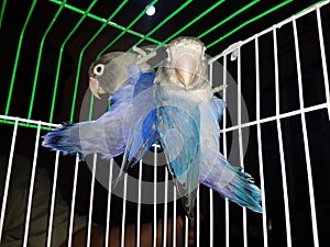 Two blue musk love bird parrot in green and white cage