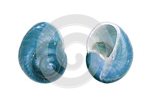 Two blue Nautica spiral shells on white background with clipping path photo