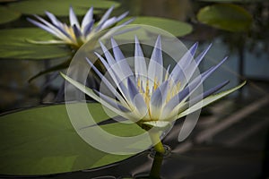 Two Blue Nile Waterlily (Nymphaea Caerulea) Flowers in Pond