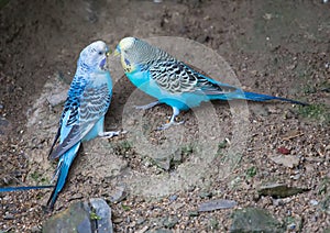 Two blue Parakeets are playing together in summer
