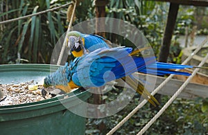 Two blue parrot macaw eating food