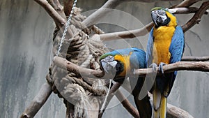 Two Blue Parrots, Bird Kingdom Aviary, Niagara Falls, Canada.