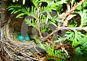 Two blue Robins eggs in nest