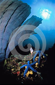 Two blue starfish resting under a large blue tube coral photo