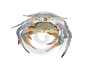 Two Blue Swimming Crabs, On white background