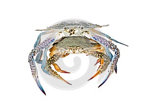 Two Blue Swimming Crabs, On white background