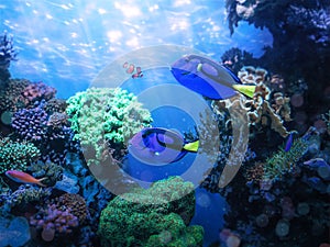 Two blue tang fish swimming in coral reef