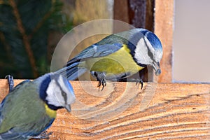 Two blue tits with seed in beak