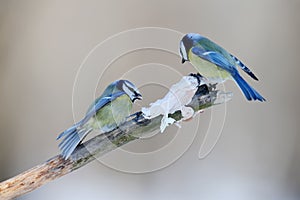 Two blue tits sits on a branch near a piece of pork fat