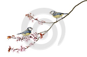 Two Blue Tits whistling on a flowering branch, Cyanistes caeruleus