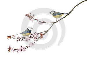 Two Blue Tits whistling on a flowering branch, Cyanistes caeruleus