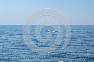 Two blue whales emerging from water on a sunny day, Indian Ocean, Sri Lanka