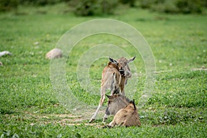 Two Blue wildebeest calves in the grass.