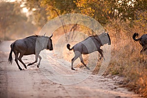 Two BLUE WILDEBEEST (Connochaetes taurinus)