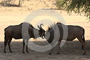 Two blue wildebeest Connochaetes taurinus fighting in dry red sand.