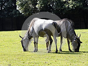 Two Blue Wildebeest, Connochaetes taurinus, graze on grass